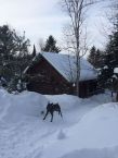 En voyage à Québec avec son chien